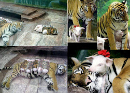 a story of  the tigress