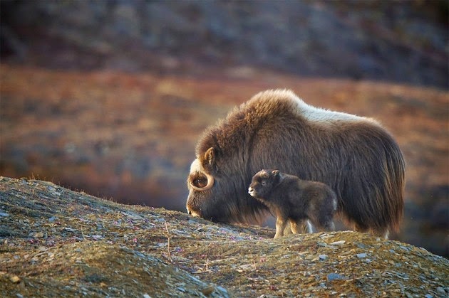 Musk ox mom and baby