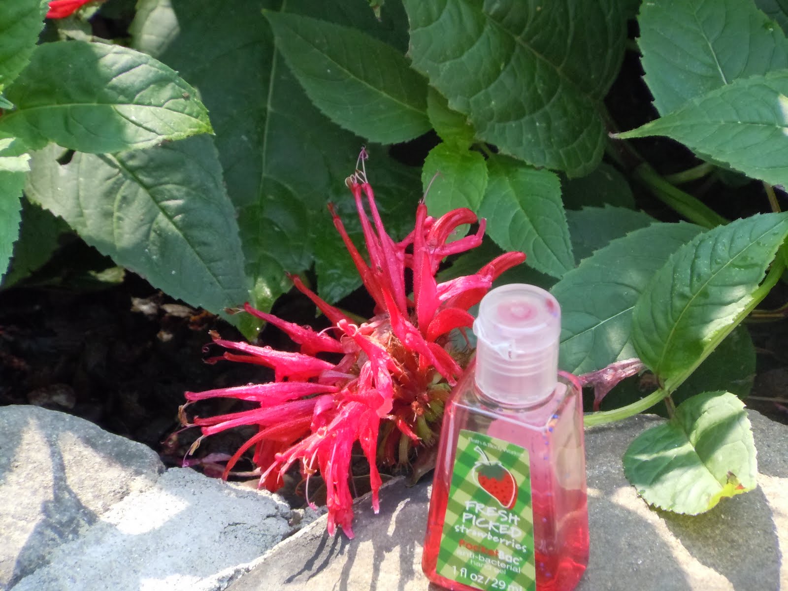 STHS AP Biology ENDOSPERM