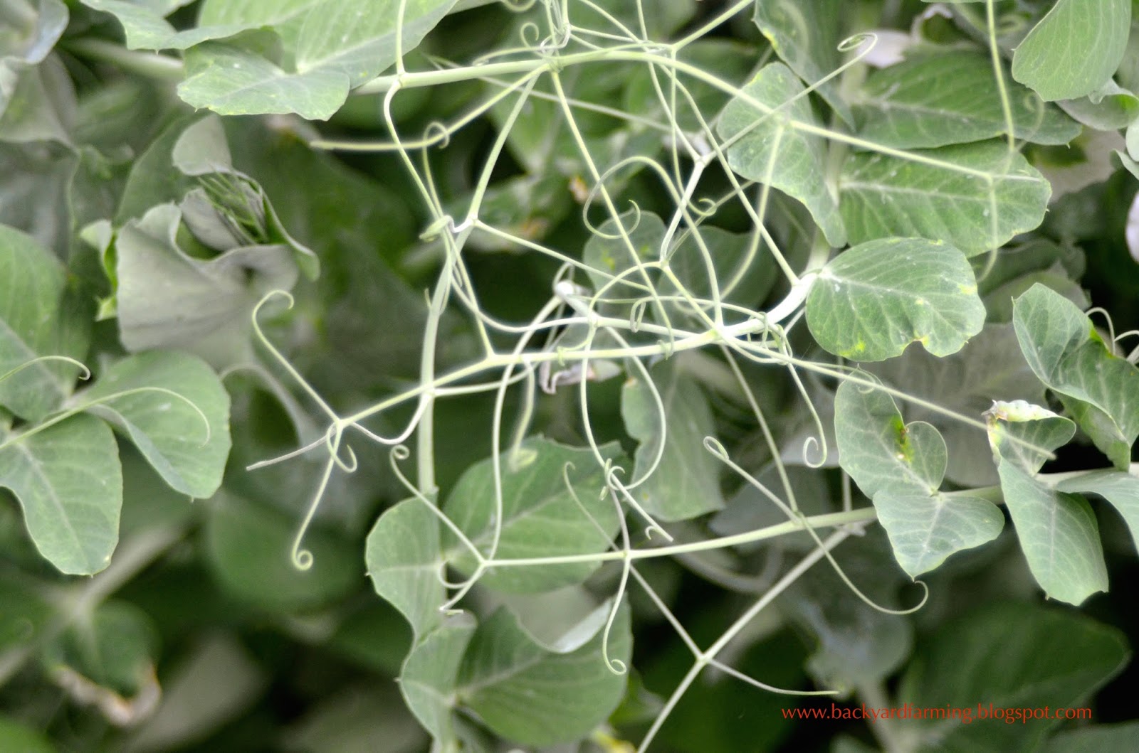 Backyard Farming How to grow peas without a trellis