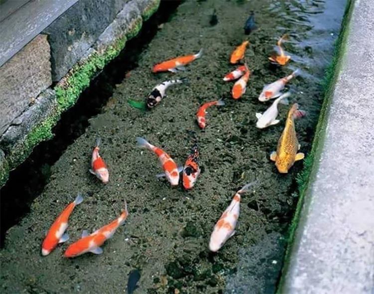 Japan drainage canal fish, Koi fish, Drainage canal in Japan, Koi fish in drainage canal in Japan, Japan drain fish, Japanese drain