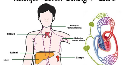 Kelenjar Getah Bening / Limfa (Peredaran Getah Bening / Limfa)