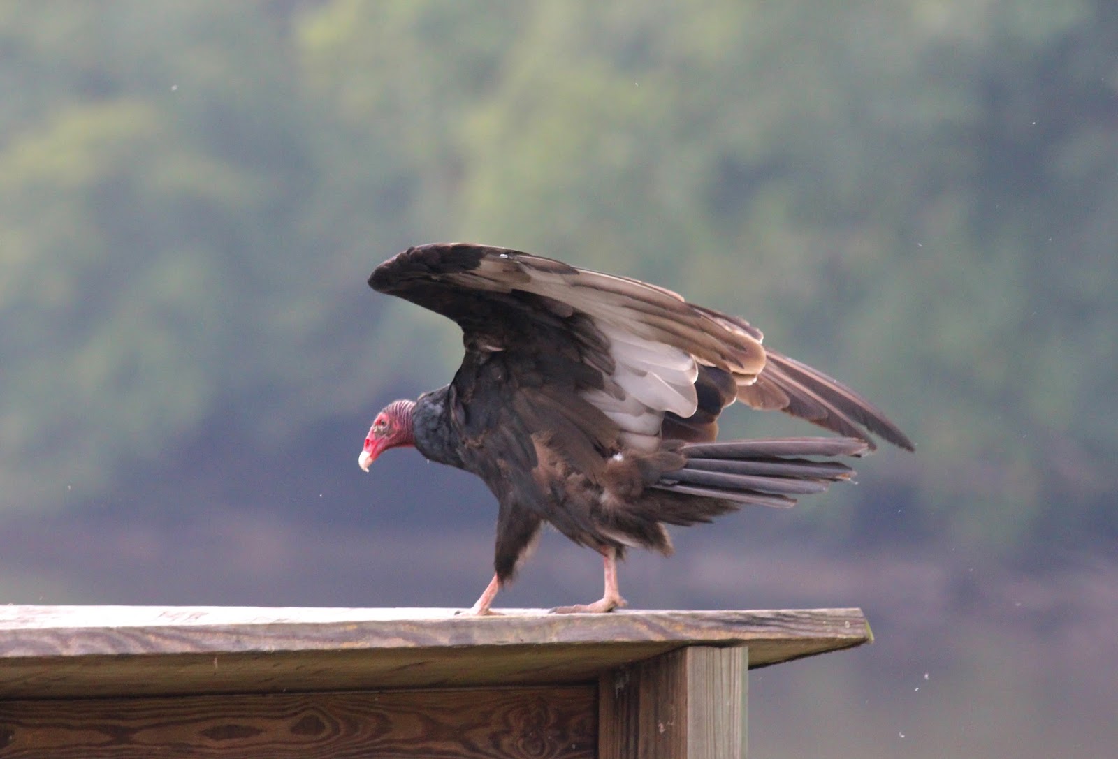 North Carolina Photographic Big Year 2016 Born Again!!! (0203Sep2105)