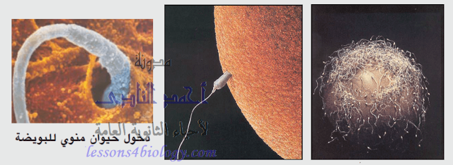 الإخصاب فى الإنسان الإخصاب فى الإنسان