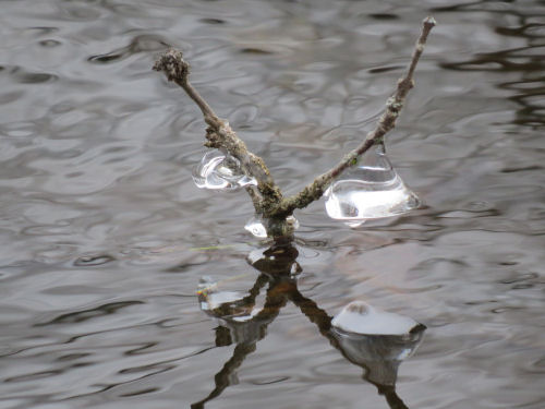ice on crossed twigs
