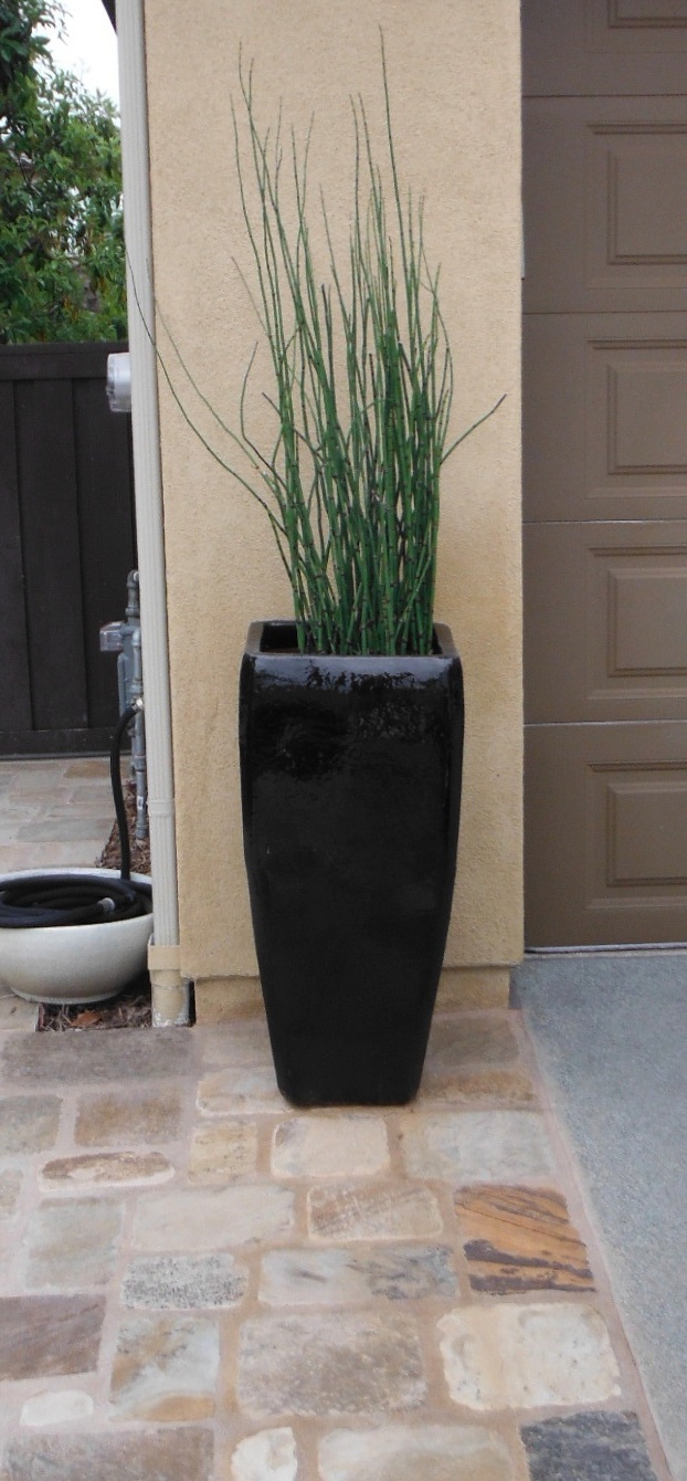 The 2 Minute Gardener Photo Horsetail plant in Pots