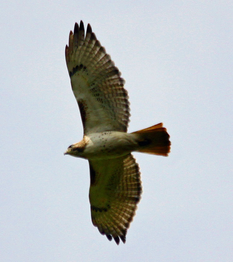 Northern Illinois Birder RedTailed Hawks, Northern Illinois