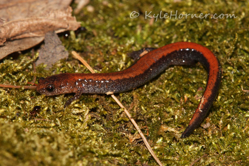 80+ Gambar Salamander Cacing Paling Hist