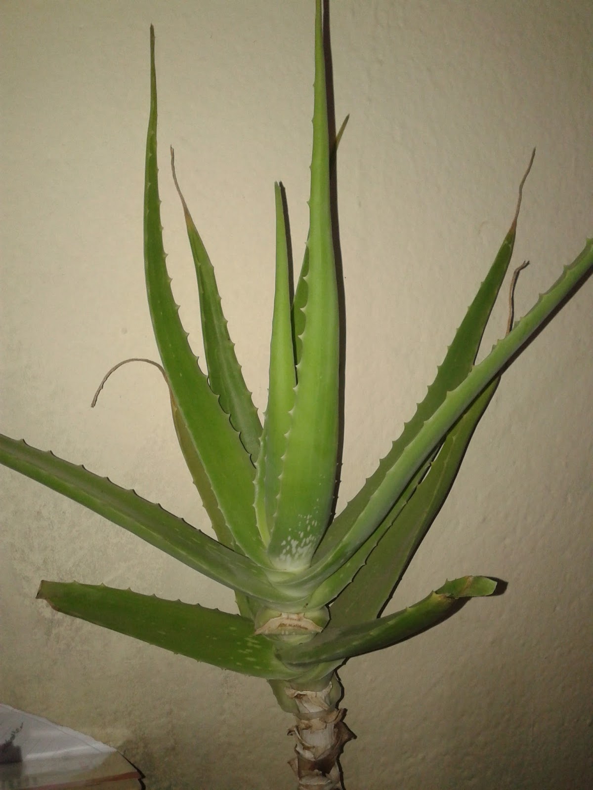 Bahce Bakimi Aloe Vera Yetistirme