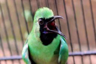 Mengatasi Cucak Ijo Terlambat Panas Burung Muda Beng