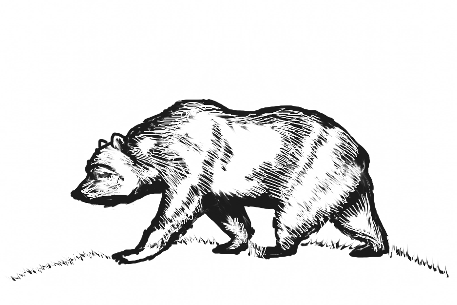Bear drawing by Omand Original