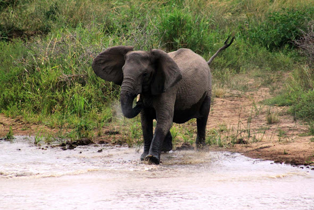 فيل كبير يشرب الماء في جنوب افريقيا
