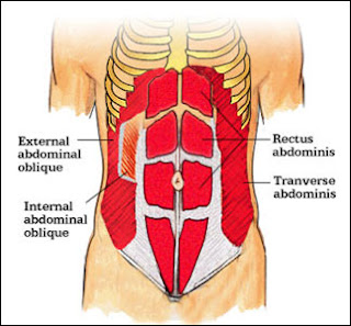 Eights and Weights: Understanding Your Abdominal Muscle Anatomy