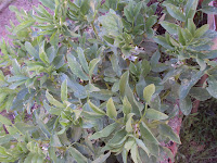 habas en una jardinera habas jardinera huerto urbano escolar