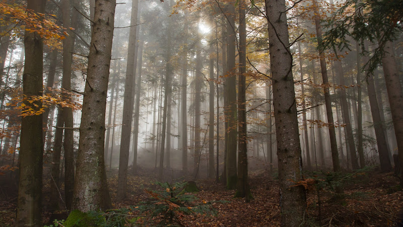 Super View of the Forest