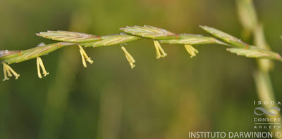 Agropiro criollo (Elymus scabrifolius)