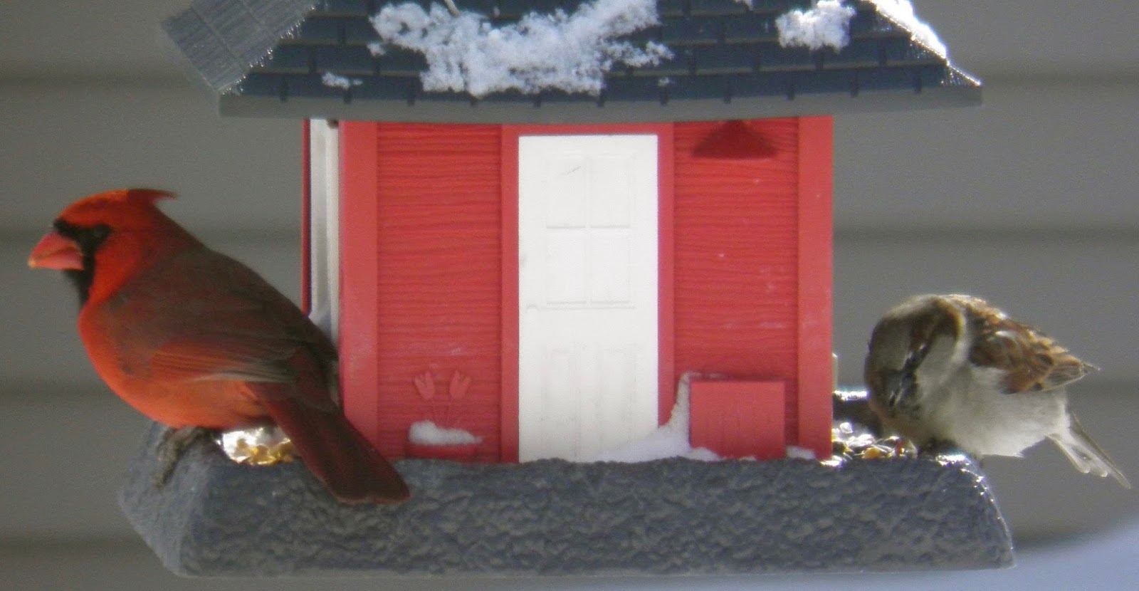 2020 Doug Photo Blog Red Bird Feeder