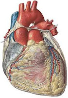 Frecuencia cardiaca máxima cual es mi frecuencia cardiaca máxima?