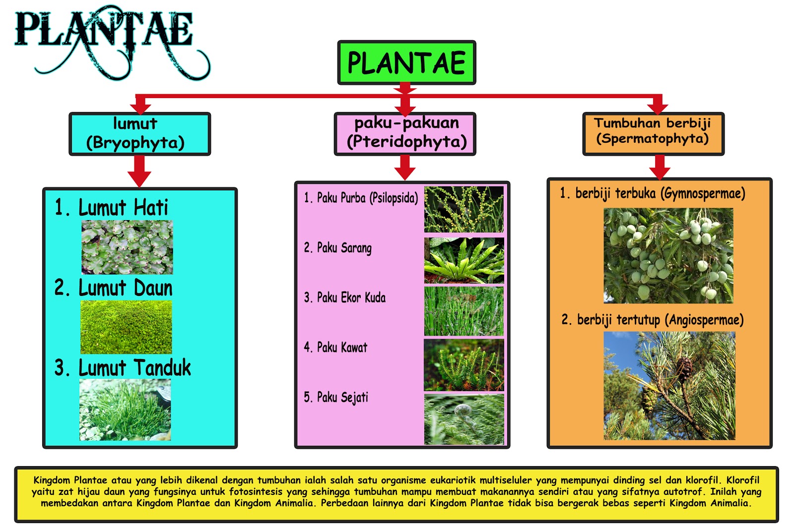 Plant Kingdom Plantae Kingdom Classification And Characteristics | My