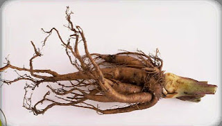 Image result for rhubarb root images