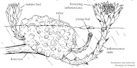 Fuente: http://www.terrain.net.nz/friends-of-te-henui-group/new-plant-page/wood-rose-dactylanthus-taylorii.html
