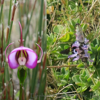 Cape witch orchid and carpenter bee