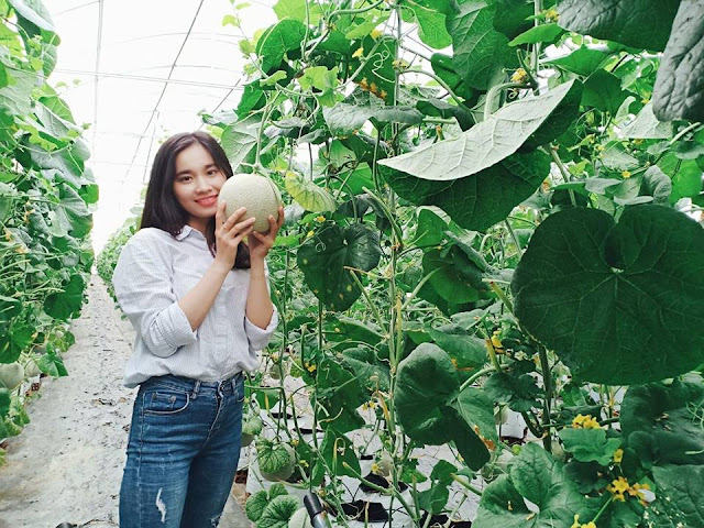 Cô gái Mai Khương xinh đẹp trong vườn dưa lưới công nghệ cao của mình