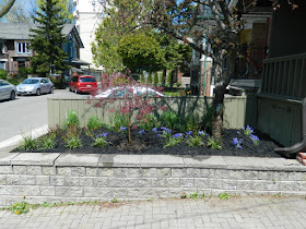 Roncesvalles Village Toronto new garden installation after Paul Jung Gardening Services
