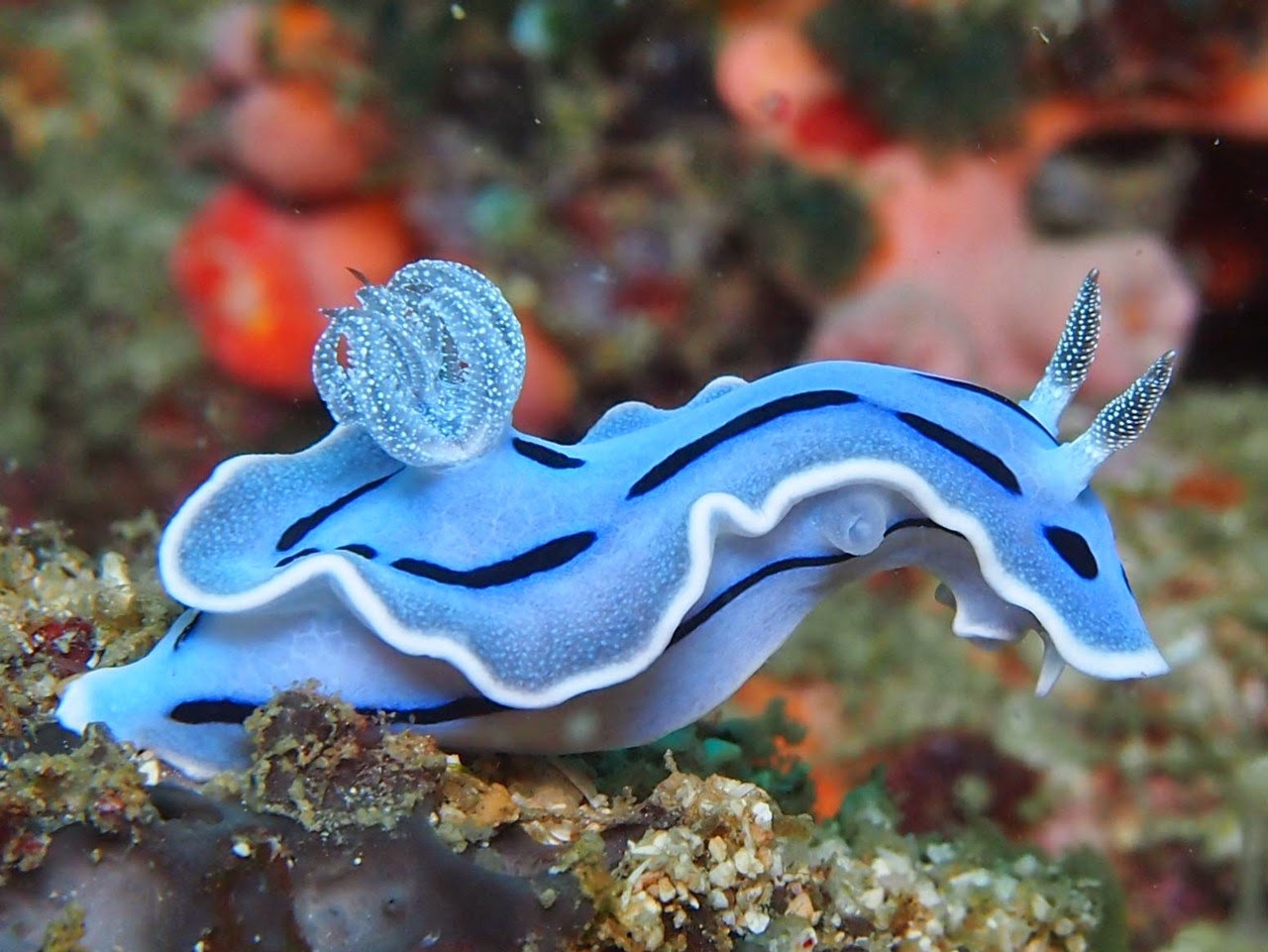 Catalogue of Organisms: Stunning Sea Slugs