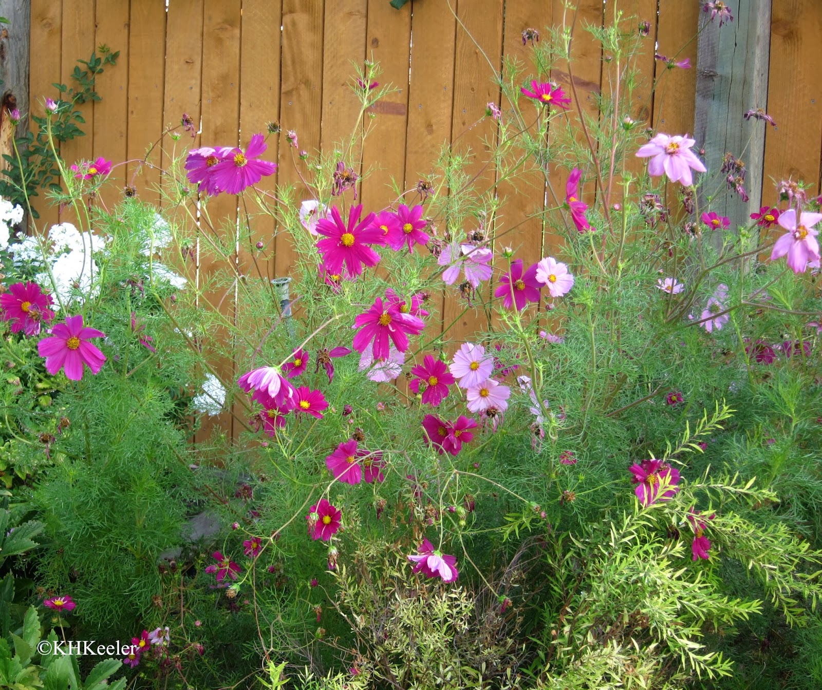 A Wandering Botanist Plant Story Garden Cosmos, Colorful and a