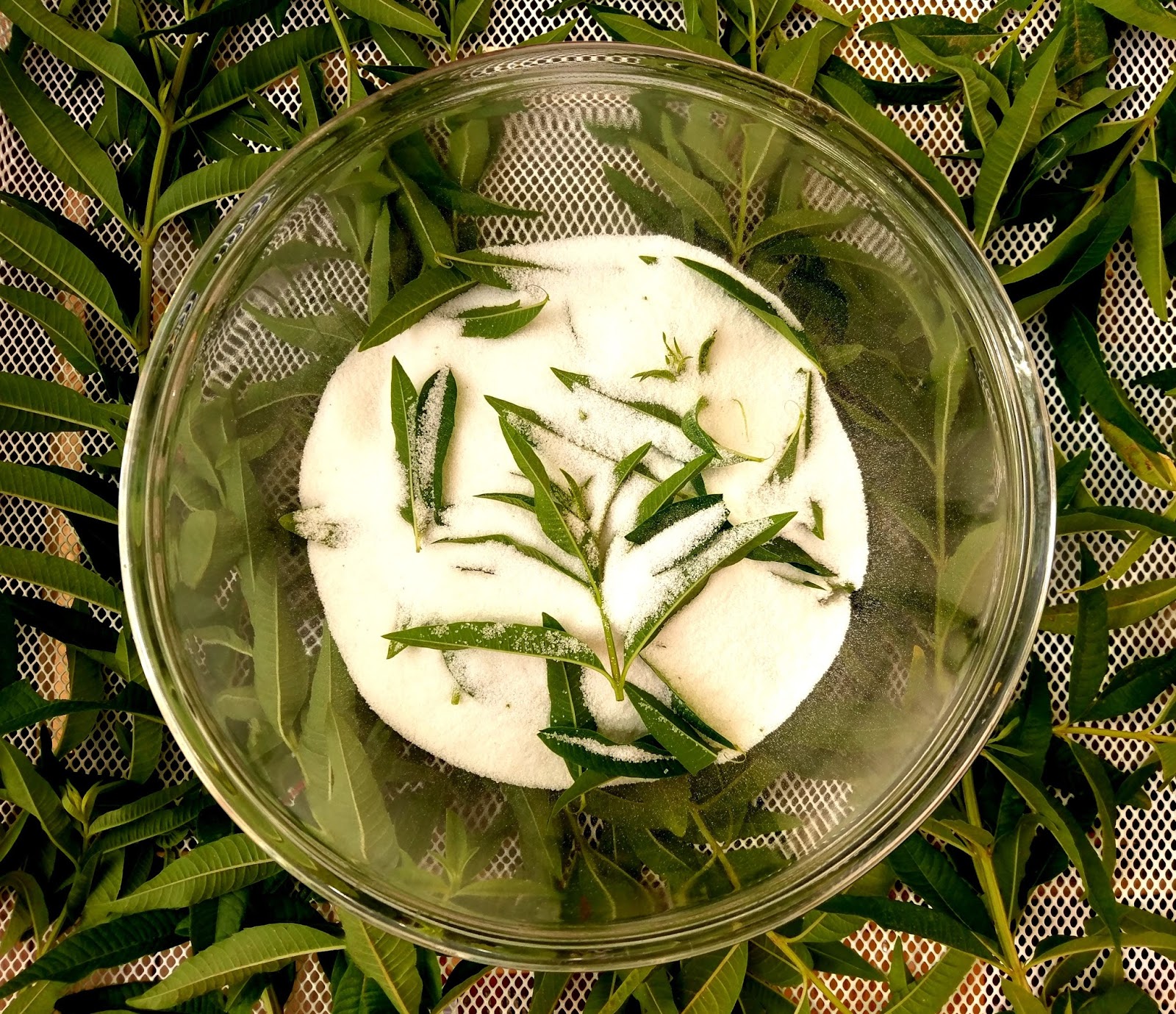 Lemon Verbena Living Lemon Verbena Sugar Cookies