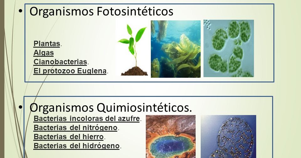 Organismo fotosinteticos y quimiosinteticos.