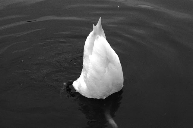 Picture of the same swan with its head under water and its tail up, catching food.