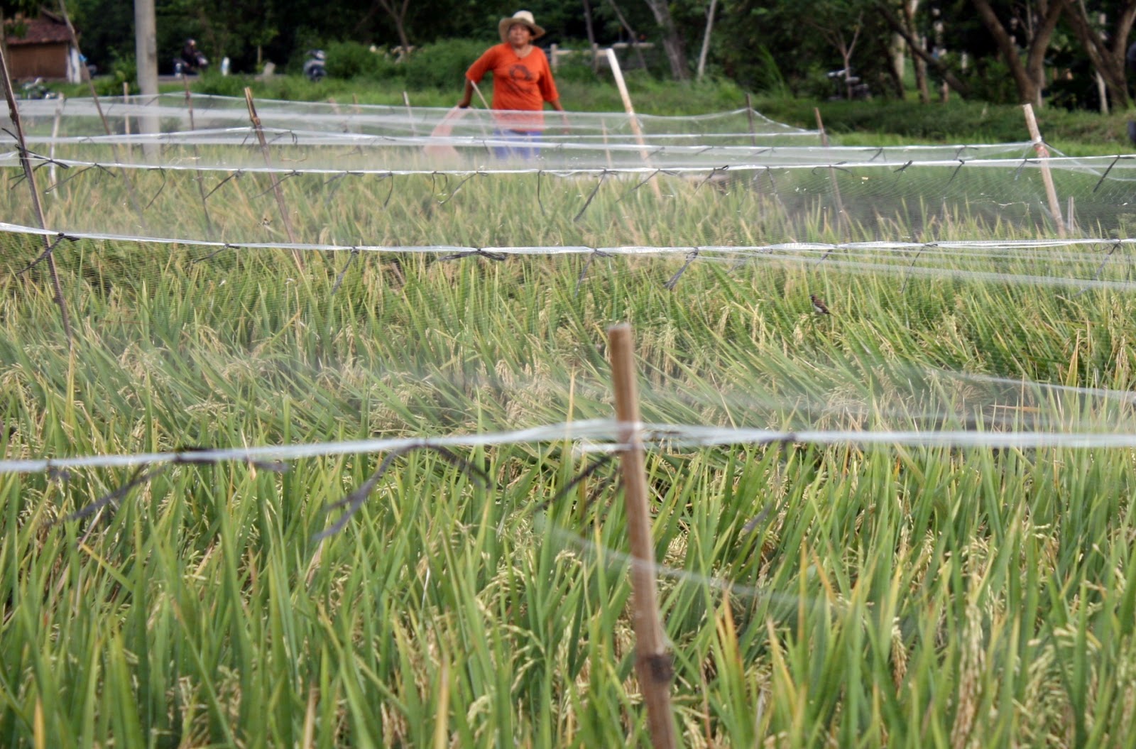 Tips Mengusir Burung Pipit yang menjadi hama Pertanian