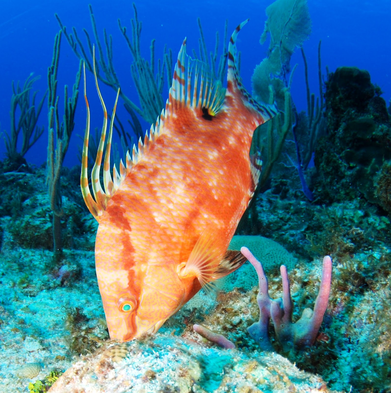 Hogfish | The Life of Animals