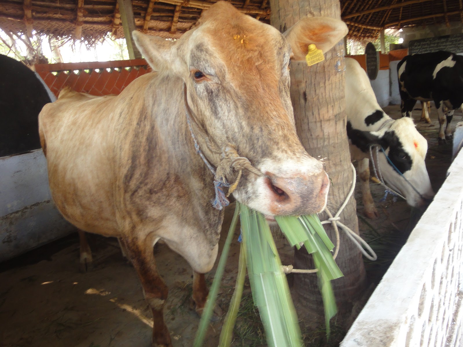 NGO News blog, NewsLine SEVAIOFI Cow farm undertakes study on feeding