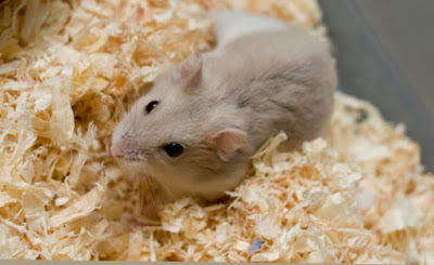 Alas Kandang yang Baik untuk Hamster Alas Kandang yang Baik untuk Hamster