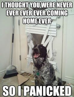 Dog Memes Dog Memes