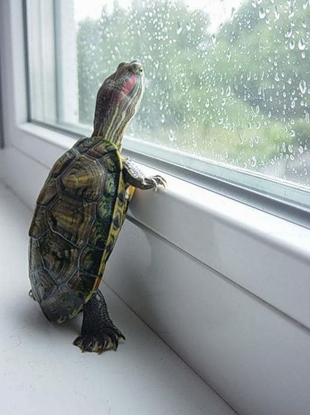 Tortuga%2Basomandose%2Bpor%2Bventana.jpeg