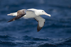 albatross royal southern bird flight birds seabird wikipedia widescreen them april diomedea tweet