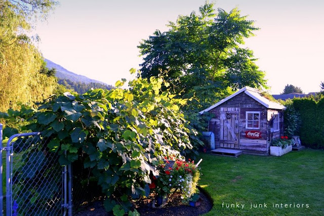 Rustic shed with grapevines / part of summer garden reveal on FunkyJunkInteriors.net