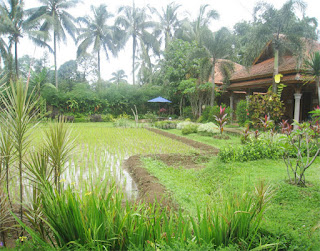 cinangneng cinangneng