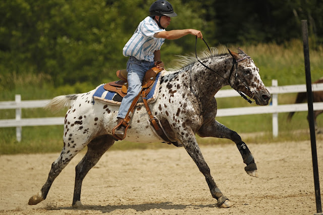 The beautiful Appaloosa horses | American horse breed The beautiful Appaloosa horses | American horse breed