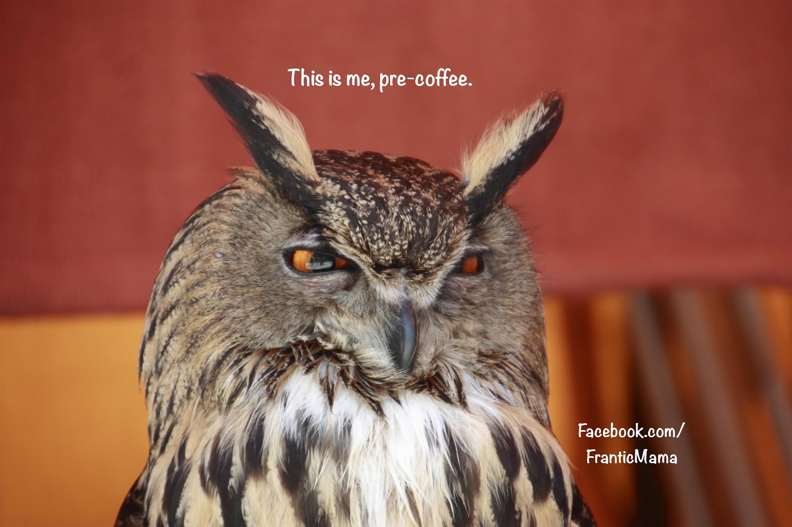 Frantic Mama: The Best Coffee Memes