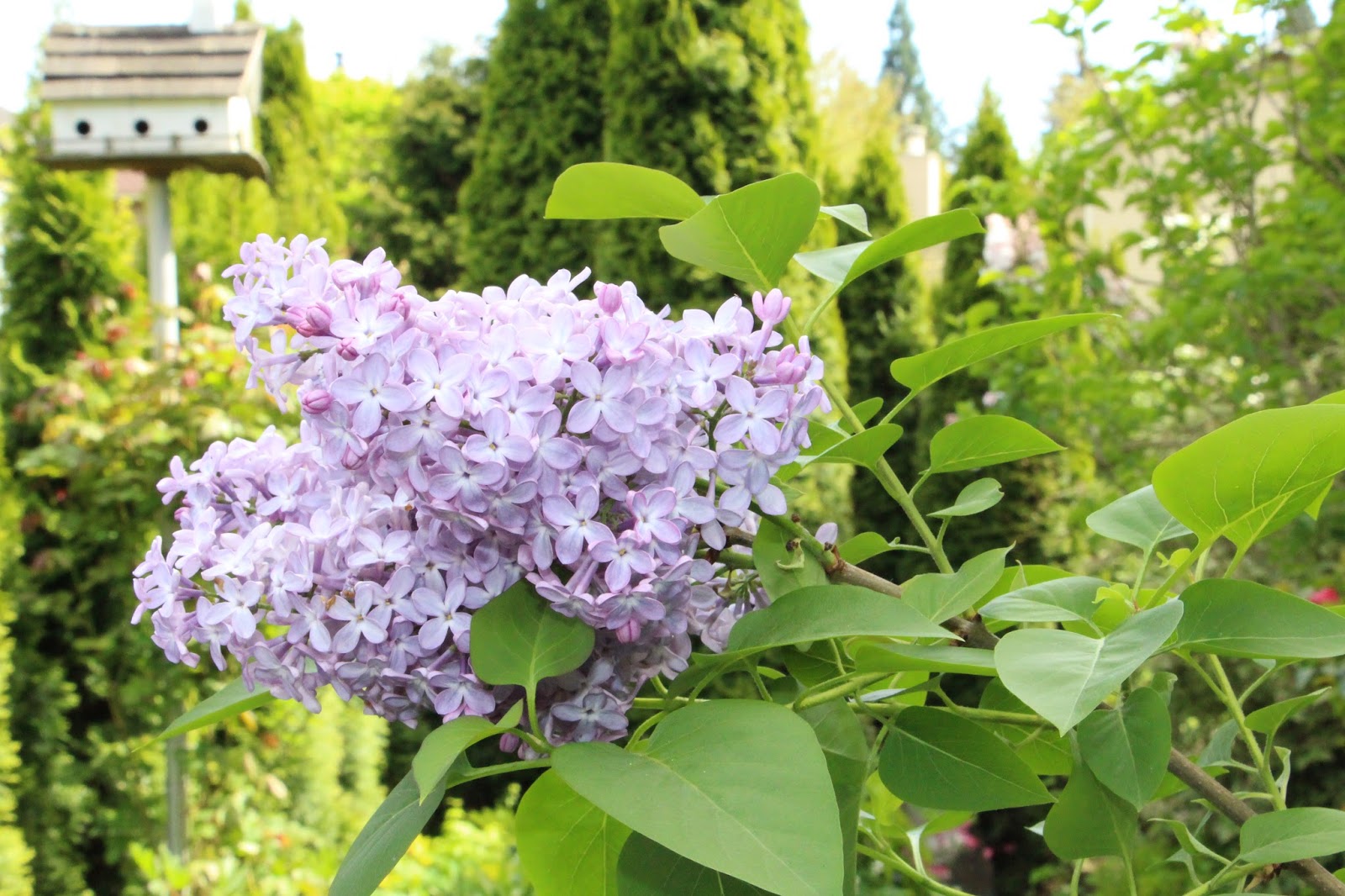 Fishtail Cottage Garden in May