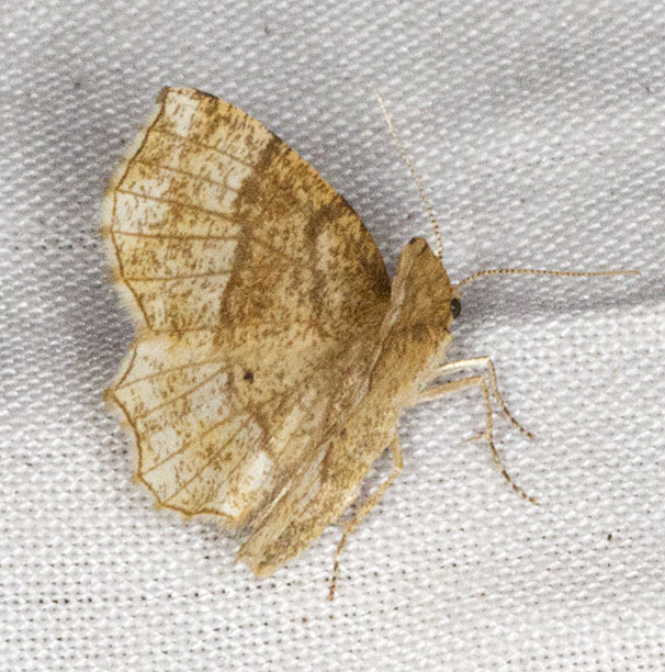 Little Thorn, Cepphis advenaria. Oldbury Hill, 10 June 2012. Little Thorn, Cepphis advenaria. Oldbury Hill, 10 June 2012.