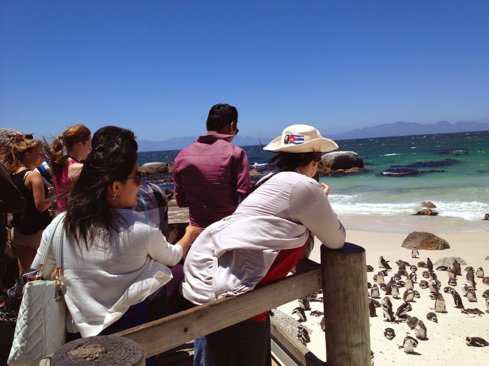 Cape Point Tour - Penguins at Boulders Beach