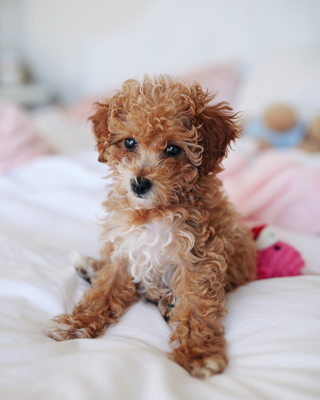 Southern Curls & Pearls Friday Favorites New Puppy, Makeup, Etc!