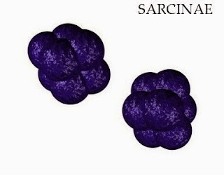Pengelompokan bakteri berdasarkan bentuk Sarcina contohnya yaitu Sarcina sp
