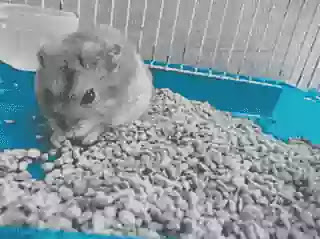 Zeolit untuk hamster